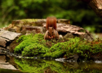 Žižole: Nature's Hidden Gem