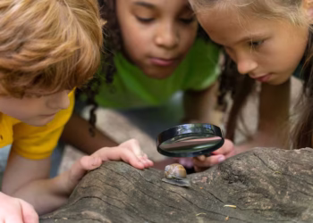Antsily: Exploring the Quirky World of Ant Behavior and Culture