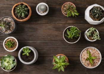 Staging on a Budget: 5 Easy Decor Tweaks That Boost Curb Appeal