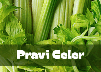 Pravi Celer: The Underrated Superfood You Need to Know About