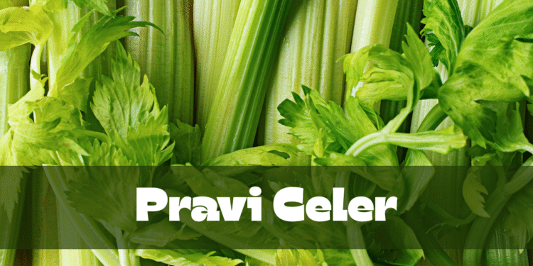 Pravi Celer: The Underrated Superfood You Need to Know About