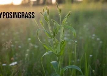 Lyposingrass: The Plant of the Future