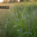 Lyposingrass: The Plant of the Future