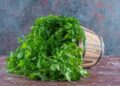 Pravi Celer: The Healthiest Celery You’ve Never Tried