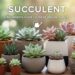 Suçculent: A Beginner’s Guide to These Unique Plants