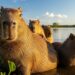 Capybara: Nature’s Most Sociable Rodent